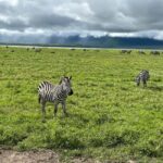 6 Days Discovery Safari In Tanzania - Starting at Kilimanjaro National Park