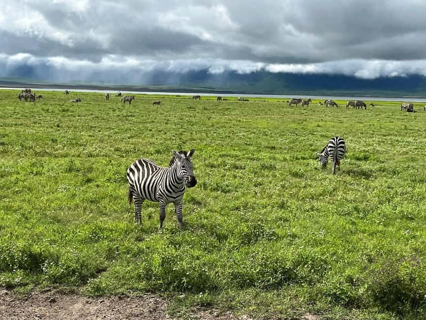6 Days Discovery Safari In Tanzania - Starting at Kilimanjaro National Park