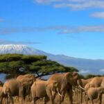 6 Days, Group Safari to Masai Mara, Lake Nakuru and Amboseli - Exploring Maasai Mara in Depth
