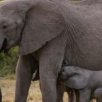 6 Days Lake Nakuru-Bogoria - Naivasha & Masai Mara Safari. - How Does the Price Reflect the Experience?