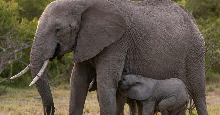 6 Days Lake Nakuru-Bogoria - Naivasha & Masai Mara Safari. - How Does the Price Reflect the Experience?
