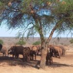 6 Days Masai Mara - Lake Nakuru & Samburu Safari. - The Practicalities: What You Need to Know