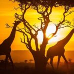 6 Days Masai Mara Photographic Wildlife Safari on a 4x4 Jeep - The Itinerary: What to Expect Day-by-Day