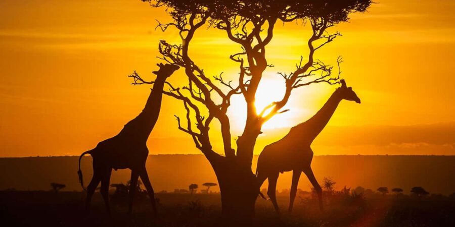 6 Days Masai Mara Photographic Wildlife Safari on a 4x4 Jeep - The Itinerary: What to Expect Day-by-Day