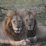 6 Days Mid-Range Best of Tanzania & Culture - What Makes This Tour Stand Out?