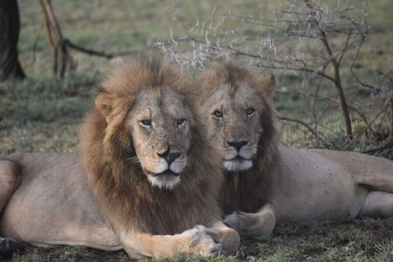 6 Days Mid-Range Best of Tanzania & Culture - What Makes This Tour Stand Out?