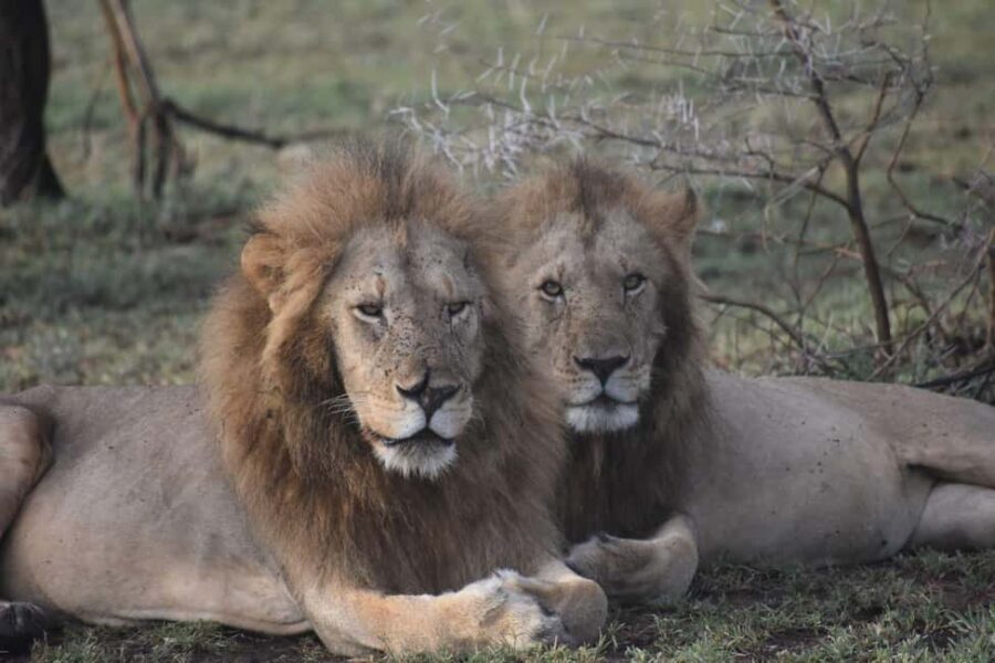 6 Days Mid-Range Best of Tanzania & Culture - What Makes This Tour Stand Out?