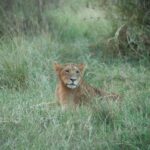6 - Days Northern Serengeti Wildebeest Migration safari - What Makes This Tour Stand Out?