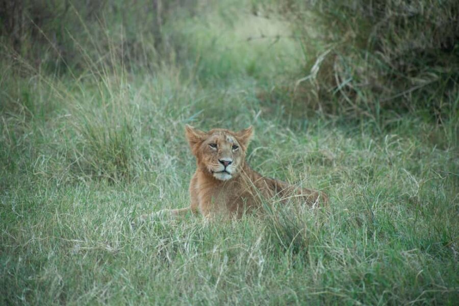 6 - Days Northern Serengeti Wildebeest Migration safari - What Makes This Tour Stand Out?
