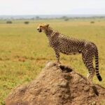 6 Days Serengeti Migration Luxury Safari. - Practical Details and What to Expect