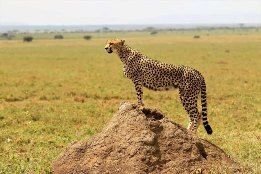 6 Days Serengeti Migration Luxury Safari. - Practical Details and What to Expect