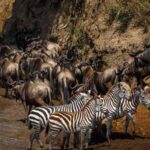 6 Days Serengeti Migration Safari Experience - Who Would Love This Tour?