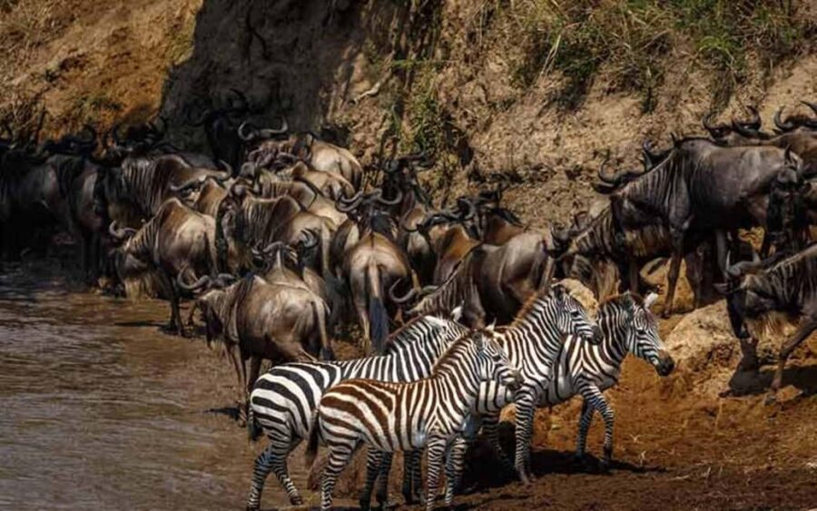 6 Days Serengeti Migration Safari Experience - Who Would Love This Tour?