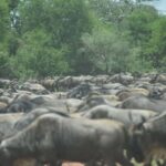 6 Days Serengeti Wildebeest Migration Mara River crossing - Unpacking the 6-Day Serengeti Migration Safari