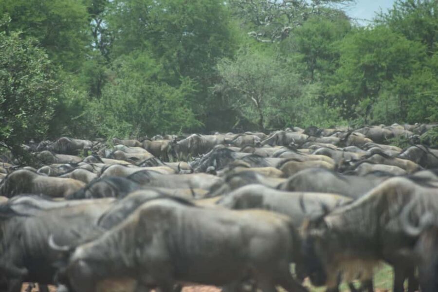 6 Days Serengeti Wildebeest Migration Mara River crossing - Unpacking the 6-Day Serengeti Migration Safari