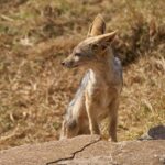6 days Tanzania Safari & Cultural tour, wildlife wonder - What’s Included and What’s Not