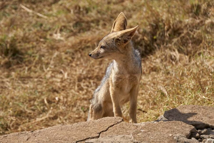 6 days Tanzania Safari & Cultural tour, wildlife wonder - What’s Included and What’s Not