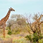 6 Days Tanzania Wildlife in the Heart of Africa's - The Itinerary Breakdown