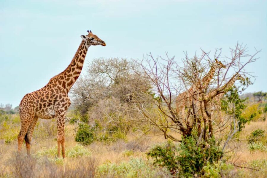 6 Days Tanzania Wildlife in the Heart of Africa's - The Itinerary Breakdown