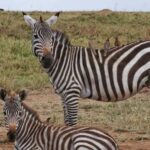 6 Days Wildlife Aberdares-Nakuru-Naivasha-Masai Mara Safari. - Who Is This Safari Best For?