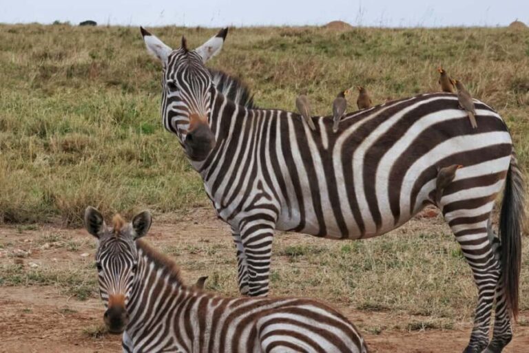 6 Days Wildlife Aberdares-Nakuru-Naivasha-Masai Mara Safari. - Who Is This Safari Best For?