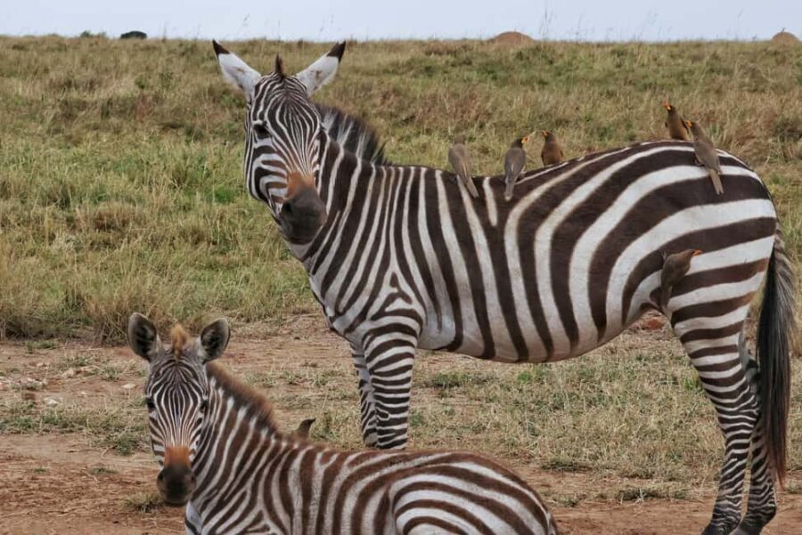 6 Days Wildlife Aberdares-Nakuru-Naivasha-Masai Mara Safari. - Who Is This Safari Best For?