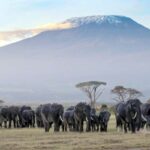 6Days Glimpse of Amboseli, Tsavo West and Tsavo East Safaris - Detailed Breakdown of the Itinerary