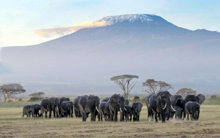 6Days Glimpse of Amboseli, Tsavo West and Tsavo East Safaris - Detailed Breakdown of the Itinerary