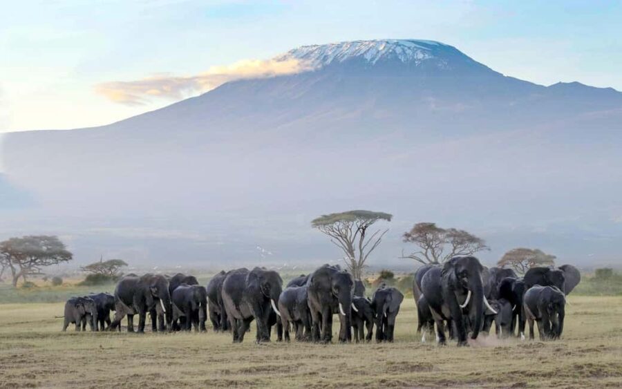 6Days Glimpse of Amboseli, Tsavo West and Tsavo East Safaris - Detailed Breakdown of the Itinerary