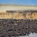 6Days Ol Pejeta, Aberdare, Lake Nakuru and Masai Mara Safari - Value and Practicality