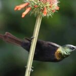 6hrs of Birdwatching in Nairobi National park - What Makes This Tour Stand Out?