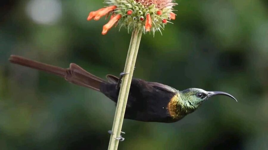 6hrs of Birdwatching in Nairobi National park - What Makes This Tour Stand Out?