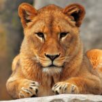 7-Day Budget Camping Safari in Tanzania - The Itinerary in Detail