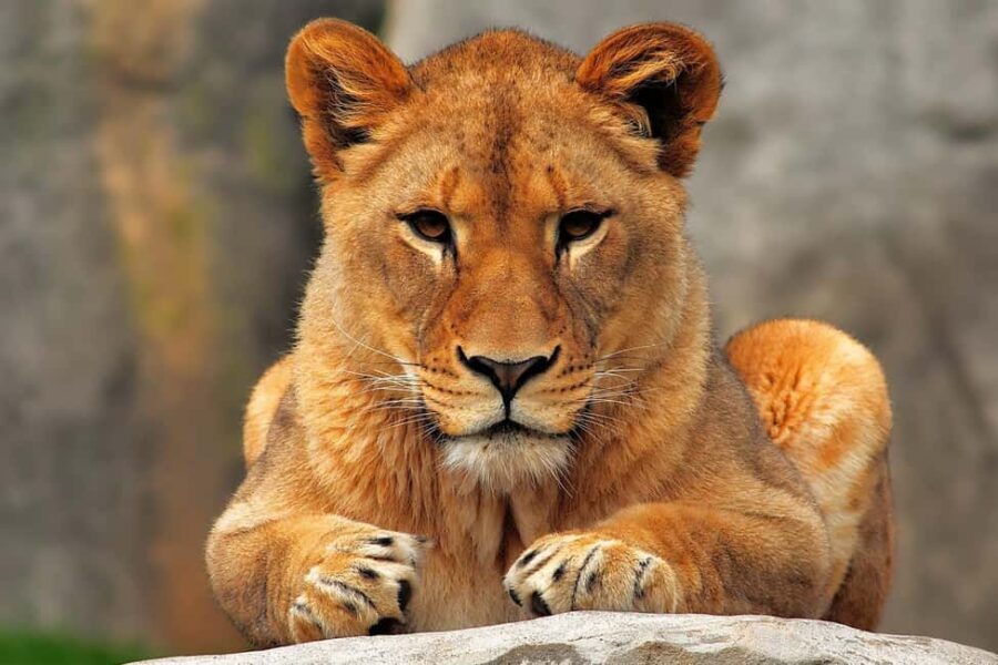 7-Day Budget Camping Safari in Tanzania - The Itinerary in Detail
