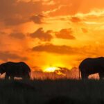 7-Day Classic Northern Circuit Safari - What Sets This Tour Apart