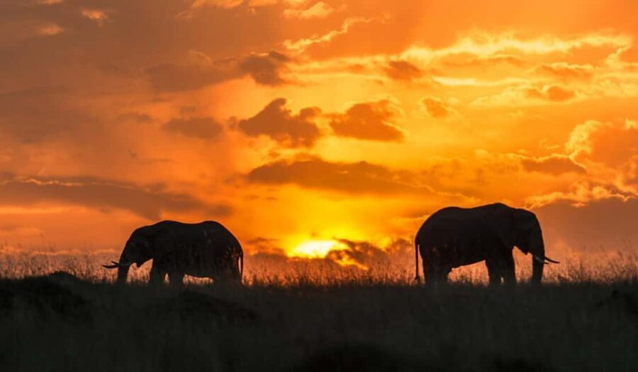 7-Day Classic Northern Circuit Safari - What Sets This Tour Apart