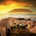 7-Day Kenya Wildlife Safari and Diani Beach SGR Package - The Value of This Kenya Safari and Beach Combo