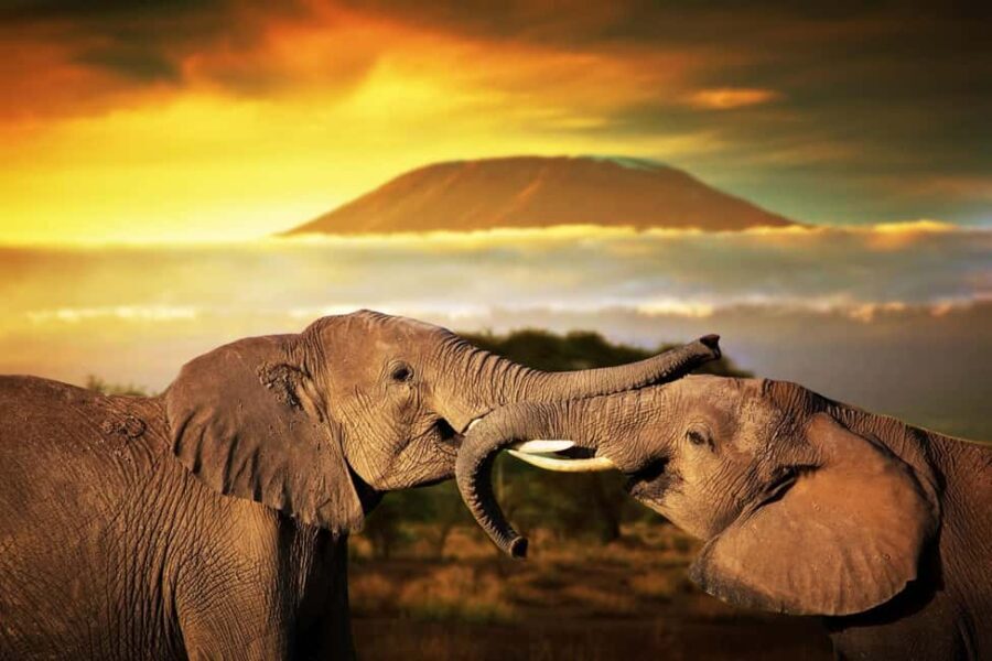 7-Day Kenya Wildlife Safari and Diani Beach SGR Package - The Value of This Kenya Safari and Beach Combo