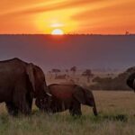 7-Day Luxury Safari: Samburu, Nakuru & Masai Mara Adventure - The Overall Experience: What Really Makes It Special