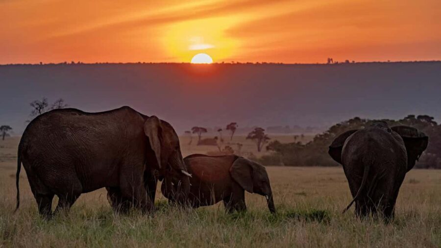 7-Day Luxury Safari: Samburu, Nakuru & Masai Mara Adventure - The Overall Experience: What Really Makes It Special