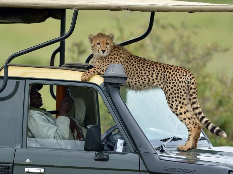 7-Day Luxury Safari to Amboseli, Lake Naivasha & Masai Mara - Practical Aspects and What to Expect