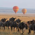7-Day Luxury Serengeti Safari & Balloon Adventure - The Experience: What Sets It Apart?