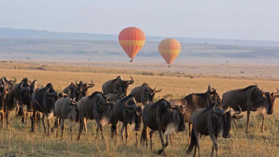 7-Day Luxury Serengeti Safari & Balloon Adventure - The Experience: What Sets It Apart?