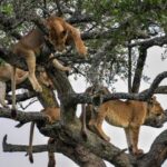 7-Day Manyara, Serengeti, Ngorongoro and Mto Wa Mbu Safari - What’s Included and What Not
