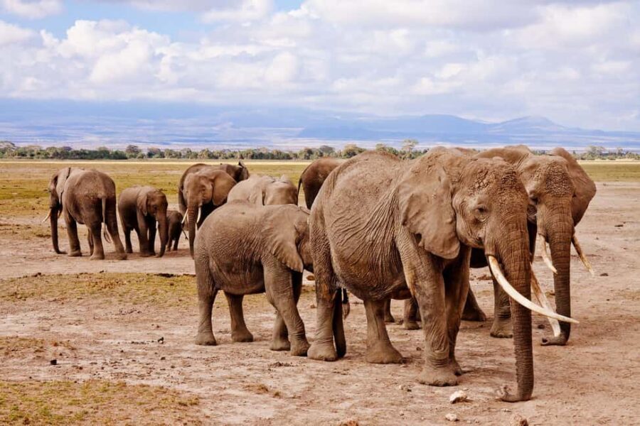 7-Day Safari Mikumi, Selous Game Reserve and Zanzibar Beach - Final Thoughts