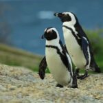 7 Day Tour Durban to Cape Town with Accommodation - Final Thoughts: Who Is This Tour For?