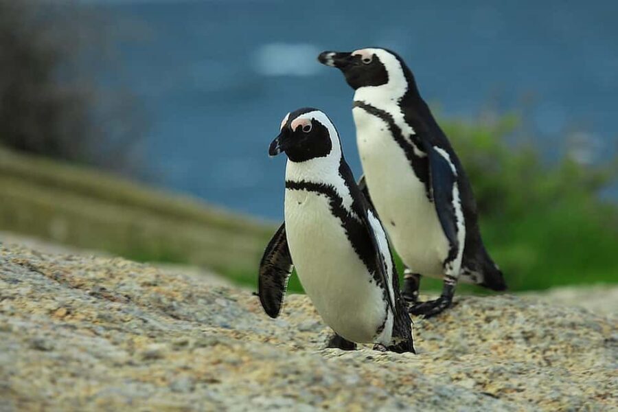 7 Day Tour Durban to Cape Town with Accommodation - Final Thoughts: Who Is This Tour For?