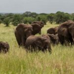7-Day Wildebeest Mara River Crossing Safari - Why the Tour Offers Great Value