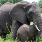 7-Day Wildebeest Migration & Culture Safari - The Value of This Safari