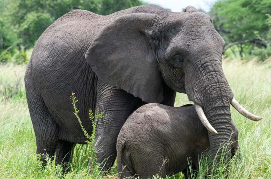 7-Day Wildebeest Migration & Culture Safari - The Value of This Safari